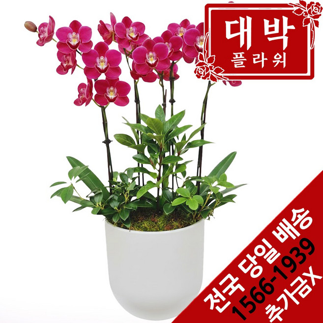 대박플라워 핑키 핑크호접란 승진선물 취임 영전 이전 개업 전국꽃배달서비스, 1개