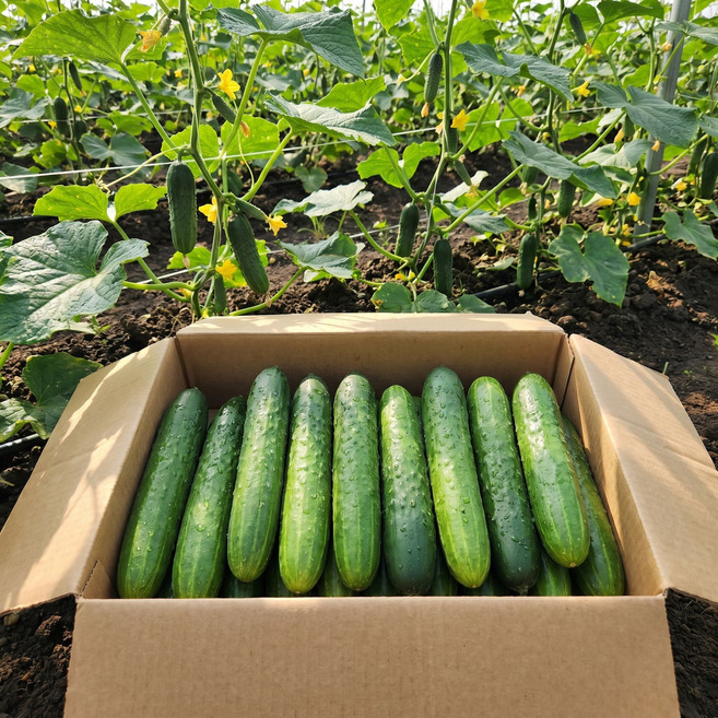 국내산 오이 백오이 백다다기 오이 아삭한 오이무침 오이소박이 오이냉국, 1박스, 3kg