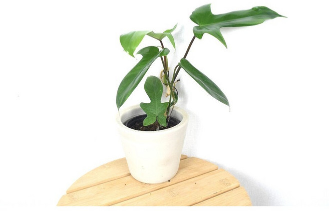서비내 필로덴드론 '플로리다뷰티' Philodendron Florida Beauty 희귀식물 인테리어 플랜테리어 반려식물 실내식물, 1개