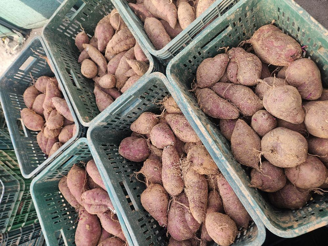 황금 초고당도 꿀뚝뚝 꿀고구마 특대 개당 350g내외, 3kg x 1박스, 1