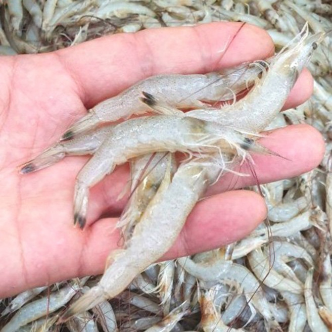 (늘푸른 수산) 자연산 급냉 중하새우 (10kg개까지 합포장 발송) 당일조업 어획 동결 사계절용, 1박스, 7kg(1kg 100마리 내외)