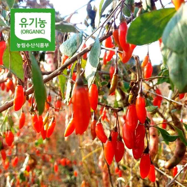 [유기농인정] 국내산 홍천 농약 1도 안들어간 유기농 구기자 건구기자, 1박스, 400g - 쿠팡