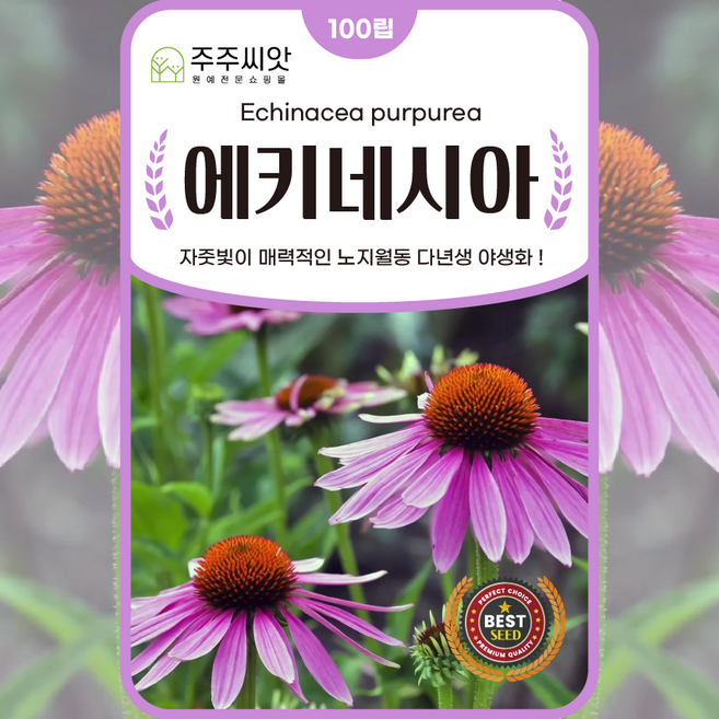 에키네시아씨앗 100립 꽃씨 자주루드베키아 자추국 다년생 echinacea seed, 1개