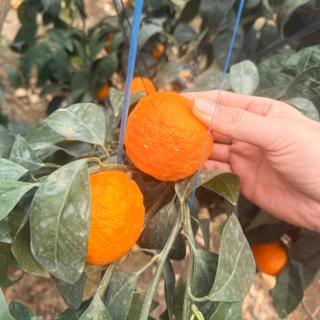 [산지직송] 고당도 제주 카라향, 1박스, 특품 카라향 5kg