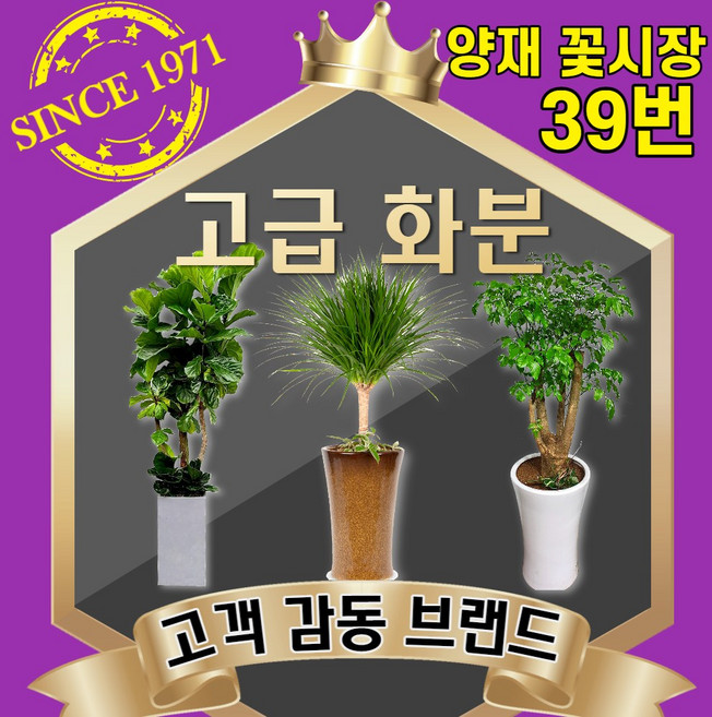 양재꽃39호 개업화분 공기정화식물 축하 관엽 인테리어식물 반려식물 실내정원 금전수 해피트리 스투키 행복나무 행운목 고무나무 전국당일꽃배달싼곳, 07 안시리움(도시지역 한정), 1개