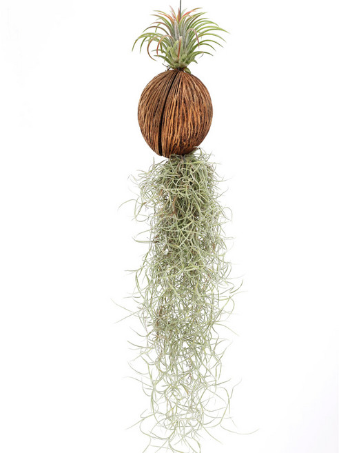 실내공기정화식물 틸란드시아 이오난사 디시디아 행잉플랜트, 수염틸란+이오난사(코코넛), 1개