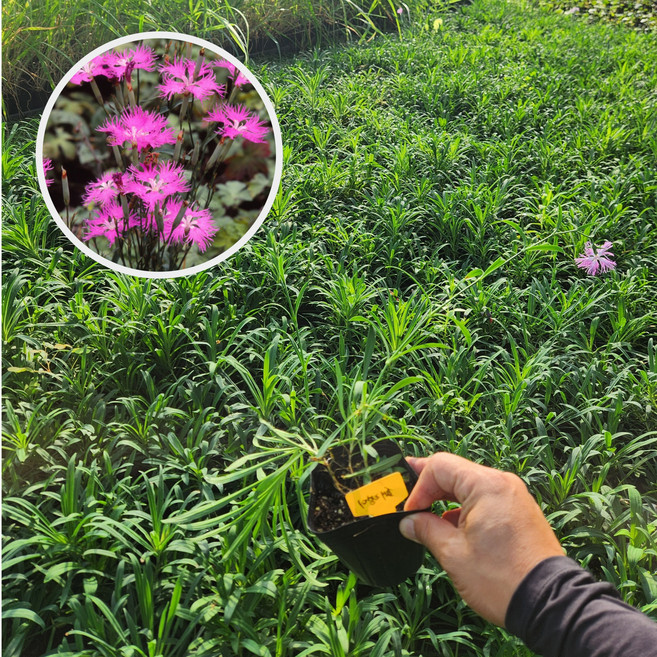 구름패랭이 P9포트묘 패랭이꽃 향기, P9포트, 1개