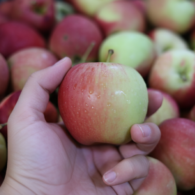 [아이간식추천] 온가족이 함께 먹는 루비에스 미니사과, 1개, 두사람상회 루비에스 1kg (40-70g)