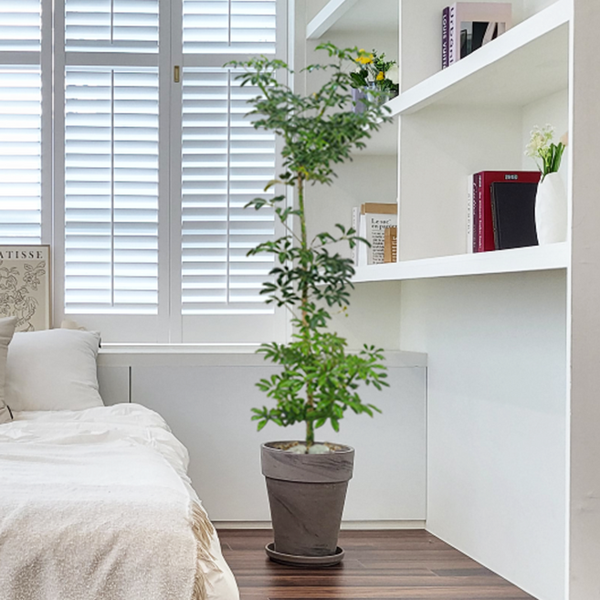 농원청년 바솔트토분 인테리어식물 거실화분 실내화초 개업식화분 개업화분 공기정화식물 승진화분 영전화분 사무실 카페 매장 공간 인테리어화분 스투키 쉐프렐라 홍콩야자 극락조, 44.대형 쉐프렐라(홍콩야자)