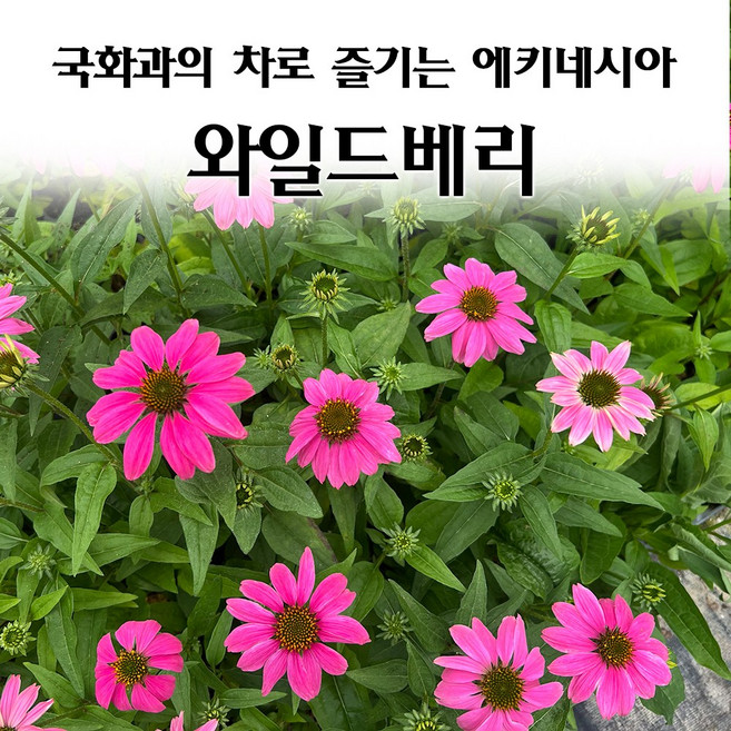 [모종심는아빠] 면역력에 뛰어난 효능과 국화차로 즐기는 에키네시아 파우와우 와일드베리 꽃모종 컵포트, 1개
