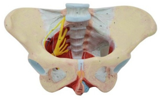인체 여성골반 신경 근육 모형, 1개