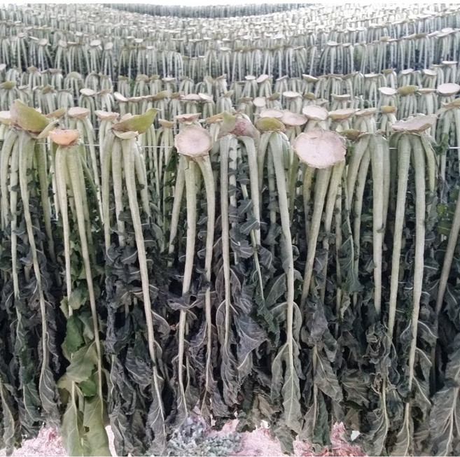 양구 펀치볼 햇 시래기 무청시래기 자연건조 1kg, 1개