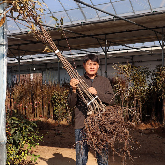 밤나무 묘목 2년생(접목1년) 삼조생 대보 옥광 왕유밤 포르단 유실수 과실수, 포르단(속과 껍질이 손쉽게 분리되는 최고의밤), 중묘, 1개