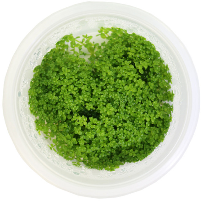 미미네아쿠아 무균 조직 배양수초 - 쿠바펄, 1개