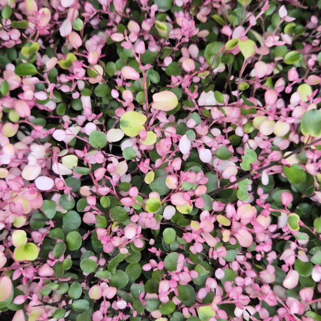 핑크브리즈(핑크트리안) 색상이 아주좋아요 중품 높이 20~30cm, 기본, 1개