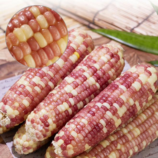 쫀득쫀득 담백하고 고소한 홍찰 옥수수 14-16cm 특대 15개 냉동배송찰옥수수 옥수수, 단품