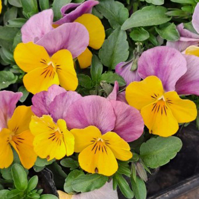 [이삽저삽] 비올라 꽃모종(4치포트12개/한판) 봄꽃 비올라모종 미니팬지모종/ 식용식물 야생화 조경용 관상용(5종) / 색상선택, 노랑, 1개, 엘로우브리치(포트12개)