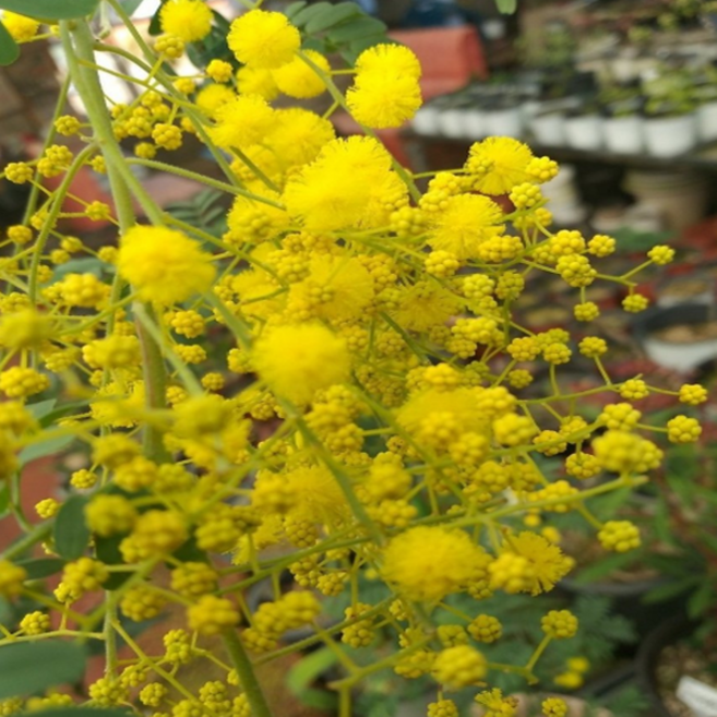 에덴농원 노란자귀(노란아카시아) 높이30~50CM