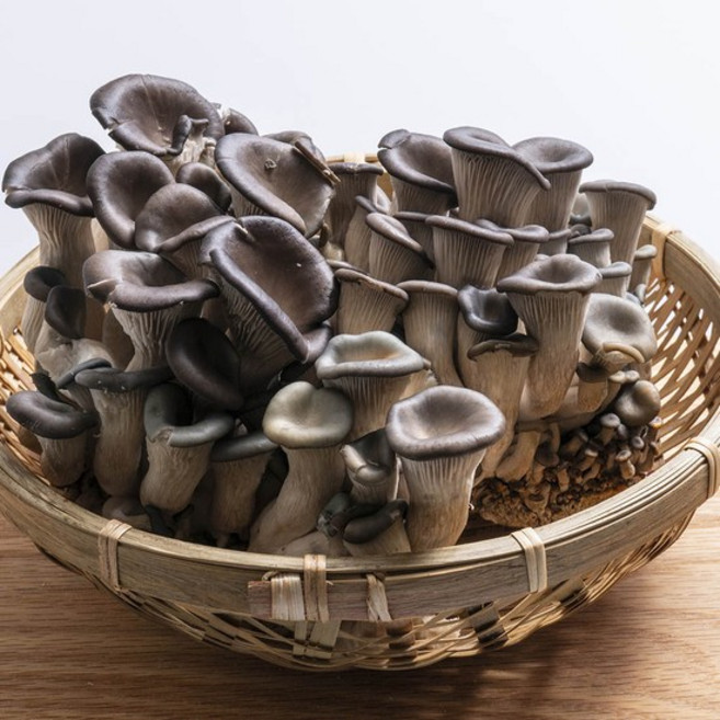 국내산 느타리버섯 2kg, 없음