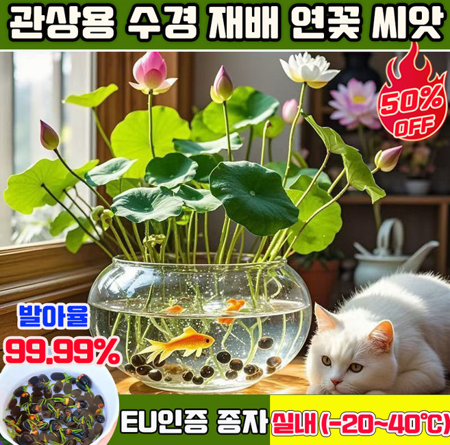 50+50/100+100 연꽃 씨앗 관상용 수경 재배 연꽃 씨앗 수련 연꽃 씨앗 미니수련 연꽃 씨앗 수경재배 미니 연꽃 씨앗 사계절 꽃핀다 수경식물 실내식물, 50개