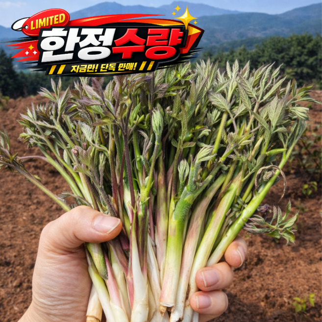 [양심판매] 새벽수확 봄제철특급 향긋쌉쌀 땅두릅, 1세트, 1kg