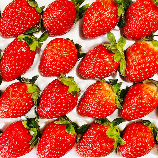 친환경 무농약 경북고령 고당도 설향 딸기, 1박스, 소과 700g내외(48과)