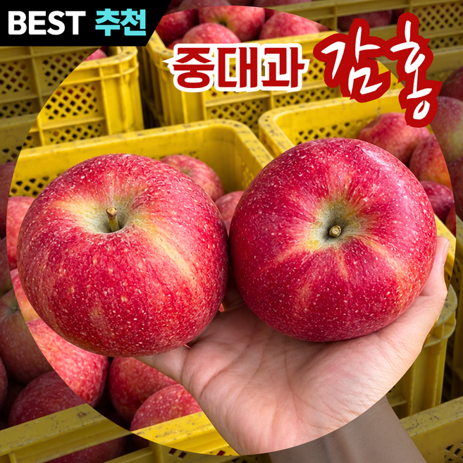 [제철특가할인]사과 구매1위 문경 안동 고당도선별 국산 감홍사과 제철 햇 감홍 사과, 1박스, 5kg