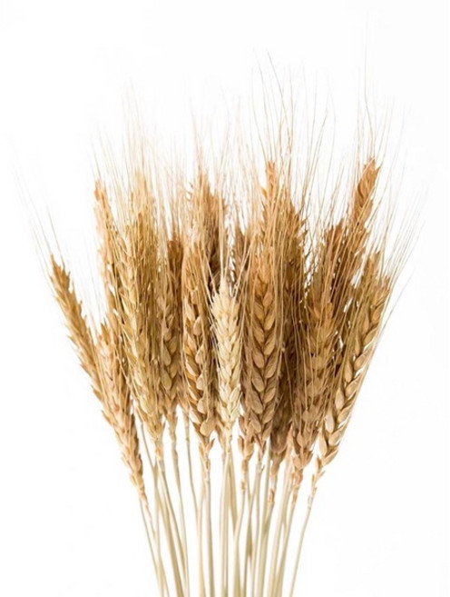 乾燥花束 (星辰/滿天星/情人草/卡斯比亞) 情人節禮物 生日禮物 拍照道具背景 餐廳佈置, 小麥(一把50支)原色