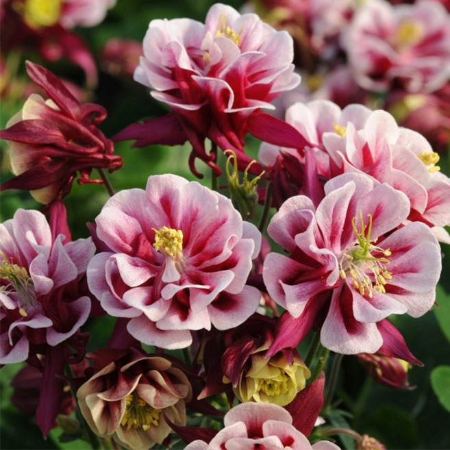 어린모종 매발톱 8cm분, 1개