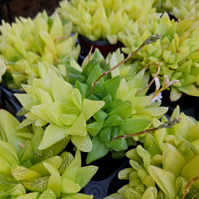 옥류금 하월시아 10센치포트 공기정화 반려식물 국민다육이 농장직영발송, 1개