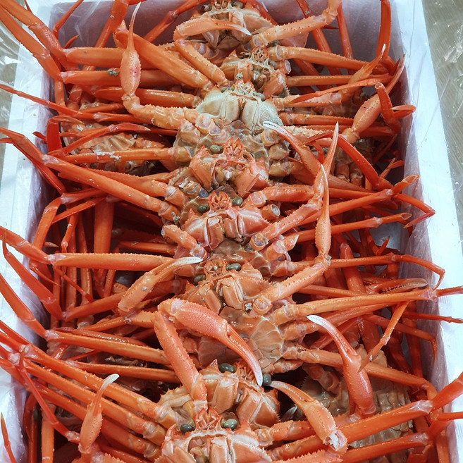 포항구룡포/후포리 자숙홍게 3.5kg 8~12마리 수율 80% 당일조업 선주직송, 1세트, 수율80% 특품