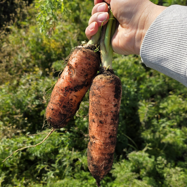 제주 구좌 흙당근 carrot, 1박스, 10kg (왕)