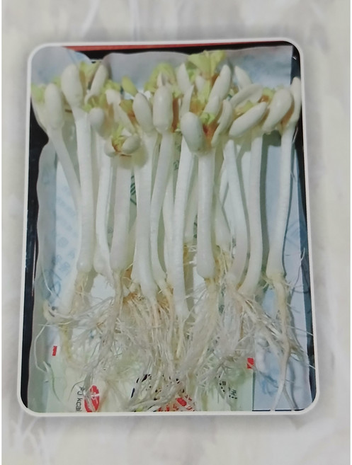 한방새싹땅콩