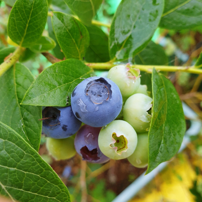 국산 무농약 생블루베리 노지재배 햇님블루베리 생과 1kg, 혼합과(중+대+특대) 500g, 1개