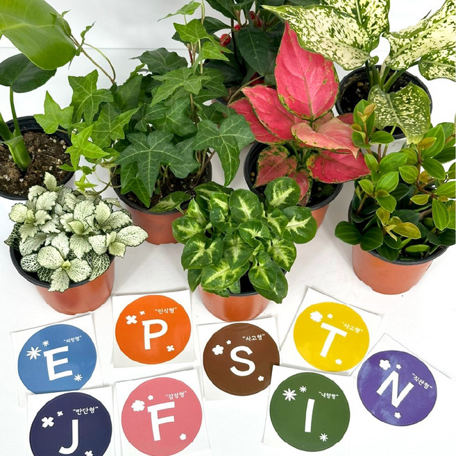 감동샵 재미로 보는 MBTI 유형별 추천 식물 + MBTI 스티커 증정, 1개, F-엔젤