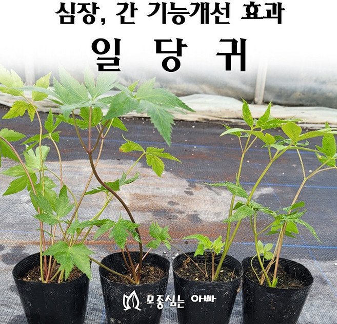 [모종심는아빠] 심장과 간기능 개선에 도움을 주는 당귀모종 일당귀, 1개