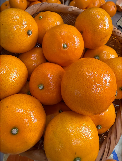 천혜향 제주 서귀포, 1박스, 3kg 대 7~10과