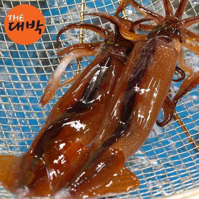 당일비리 생물 오징어 초코오징어 통찜 숙회, 1개, 1kg, 활 오징어