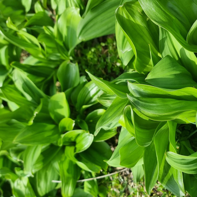강원도둔내면 고랭지 명이나물 산마늘 잎명이, 1박스, 500g