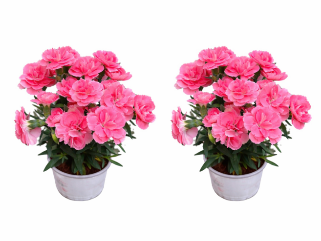 향 카네이션 소형 야생화 화분 미니 선물 봄꽃 베란다 키우기 스승의날 대성식물, 2개, 핑크