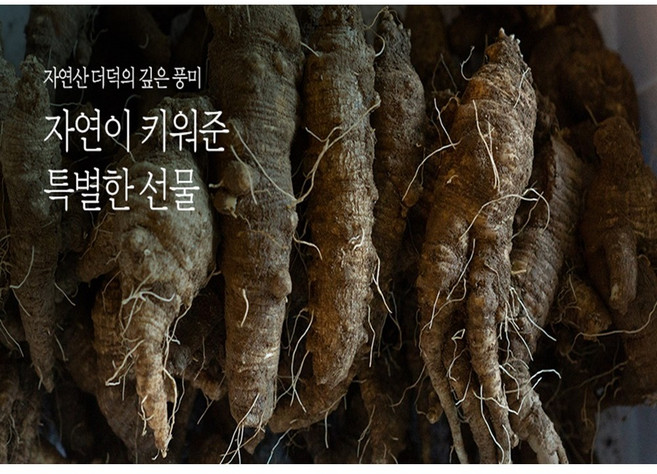 산더덕 자연산더덕 야생더덕 500g 1kg - 강원도 정선 높은산에서 채취, 1개