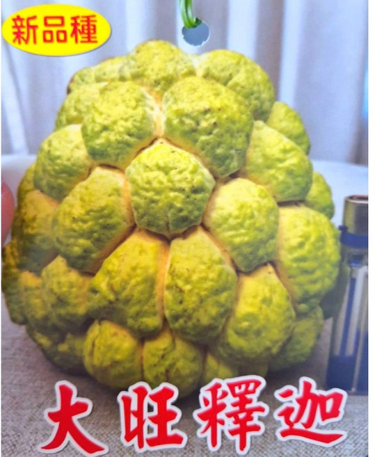 大果金黃釋迦 好種植且營養豐富 家庭園藝盆栽首選, 大旺釋迦-嫁接苗