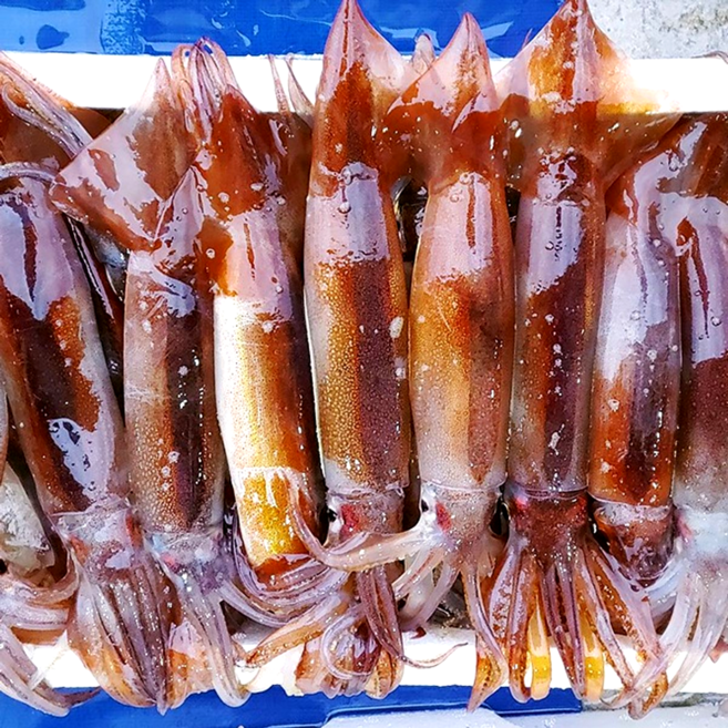 당일조업 국내산 생물 오징어 활오징어 통오징어, 1개, 1kg(4-7미)