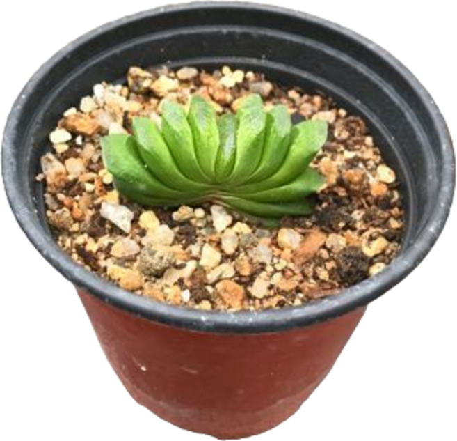 그린플랜트 다육식물 옥선 1+1