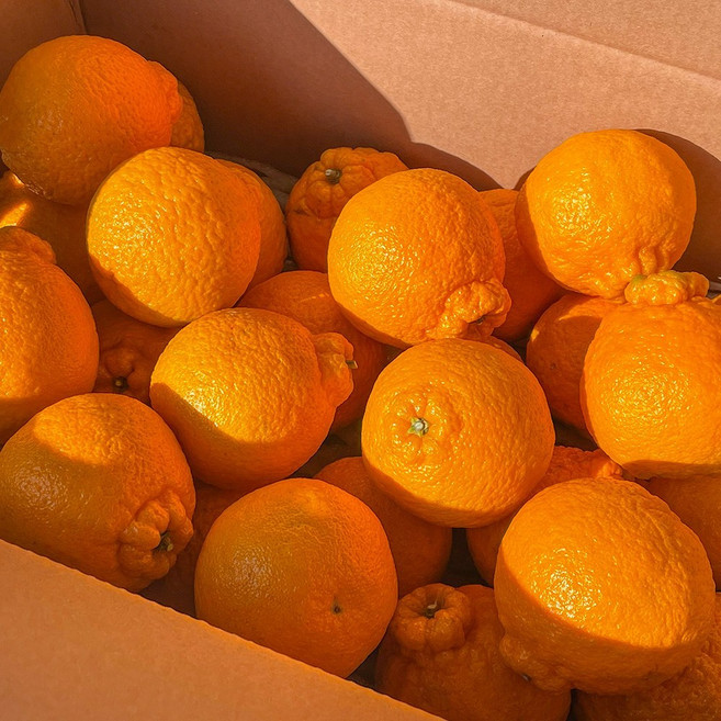 세상모든농부 제주 노지 한라봉 못난이, 노지 한라봉 10kg 혼합과, 1박스