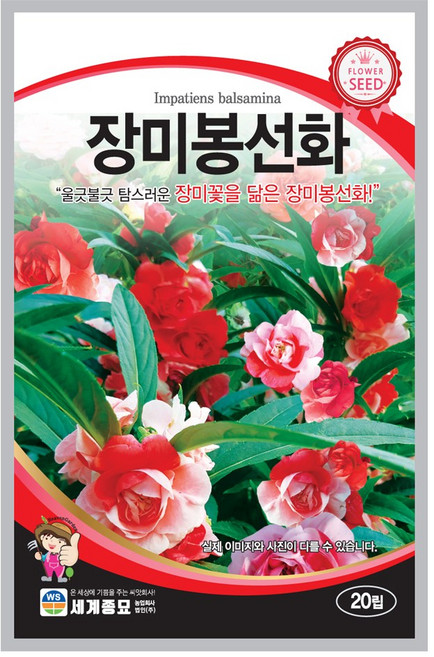 세계종묘 장미 봉선화 꽃 씨앗 20립, 1개