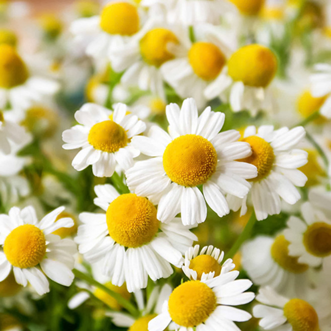 캐모마일 Chamomile 4종 씨앗 선택구매, 로만캐모마일 50립, 1개