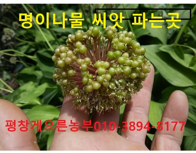 산마늘씨앗 명이씨앗 /송아리1키로 /평창게으른농부, 1개