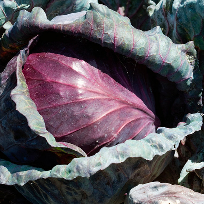 친환경 유기농 적채 적양배추 보라색 양배추, 적양배추 6kg, 1개