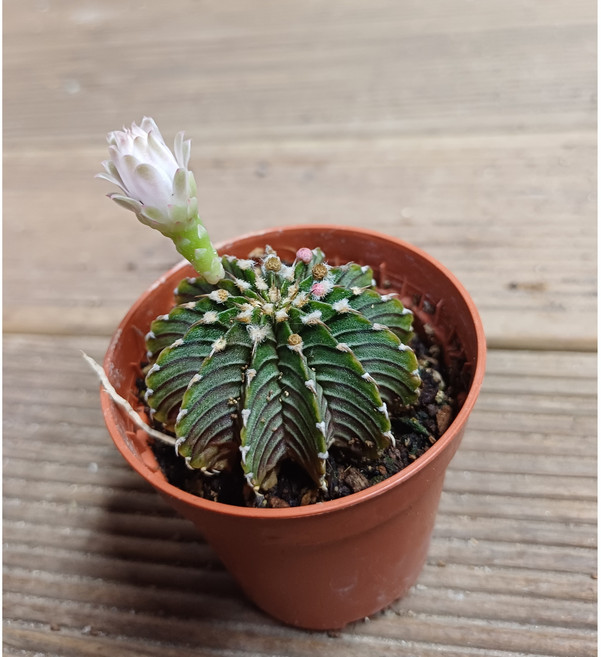 행복한꽃순이/LB선인장/실생